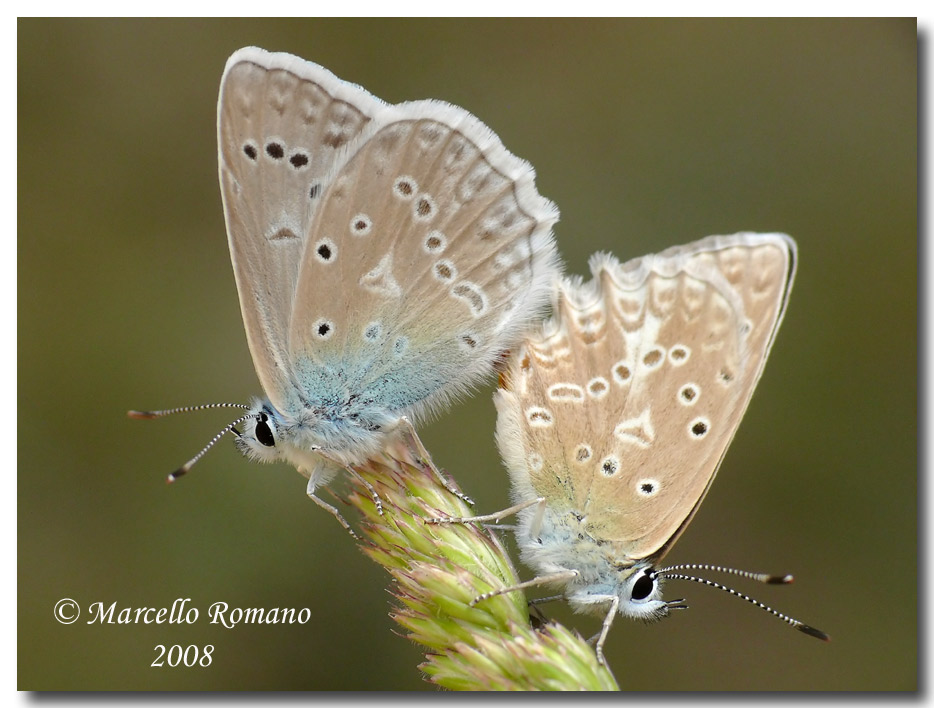 Polyommatus daphnis pallidecolor delle Madonie (PA).